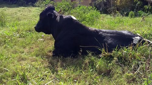 Black dog looking away on field