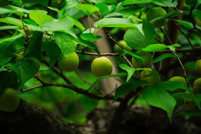 Plum fruit in the precincts of hikawa shrine in akasaka, tokyo