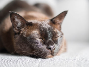 Close-up of cat sleeping on bed