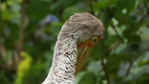 Close-up of a bird