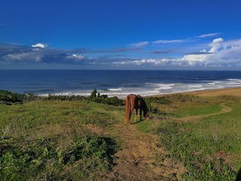 Horses on beach against sky