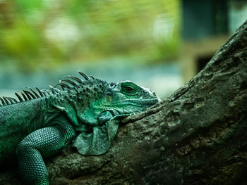 Close-up of lizard on tree
