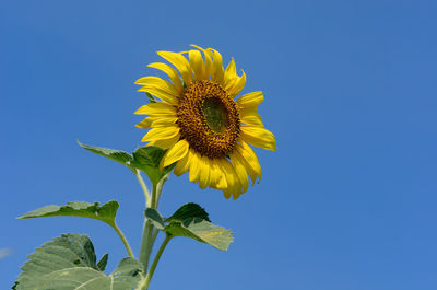 Close-up of sunflower against clear sky