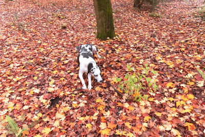 Dog standing on ground during autumn