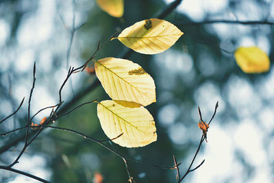 Close-up of dry leaves against blurred background