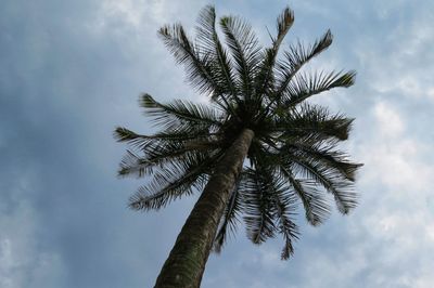 Low angle view of coconut palm tree against sky