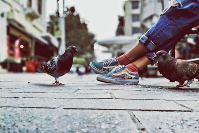 Pigeons on footpath