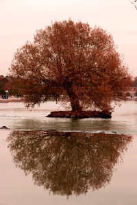 Tree by lake against sky