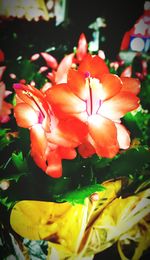 Close-up of flowers blooming outdoors