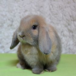 Close-up of rabbit sitting