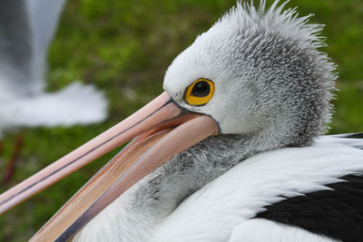 Close-up of a bird