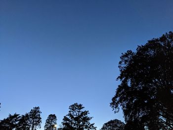 Low angle view of trees against blue sky