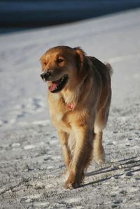 Close-up of dog on beach