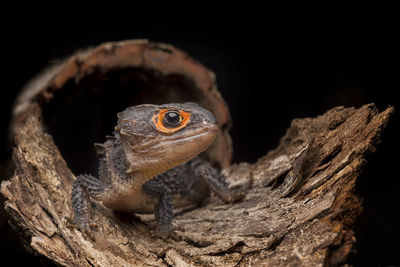 Close-up of lizard on wood against black background