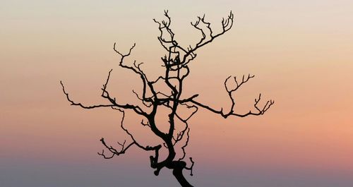 Bare trees against sky at sunset