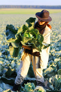 Woman picking cabbage vegetable at field. female farmer working at organic farm. harvesting at autum