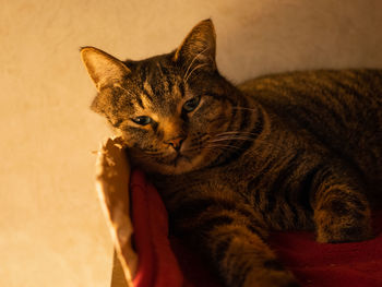 Portrait of cat resting on sofa at home