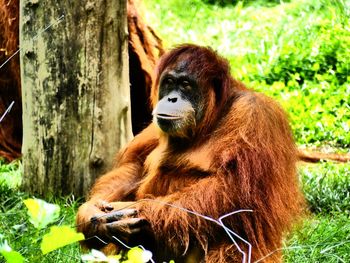 Close-up of monkey sitting on tree