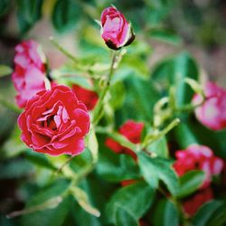 Close-up of pink rose