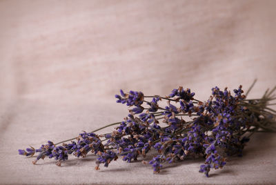 Close-up of lavenders on fabric