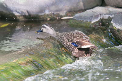 Bird swimming in lake