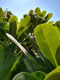 Low angle view of green leaves