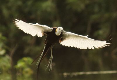 Close-up of eagle flying