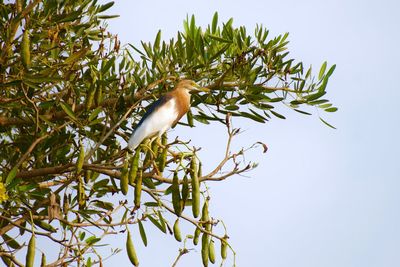 Low angle view of bird perching on tree against sky