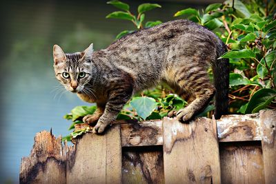 Close-up of a cat