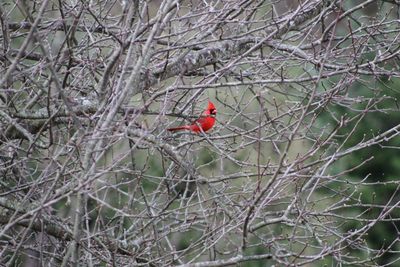 Bird perching on branch