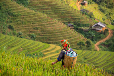 Rear view of woman standing on rice paddy
