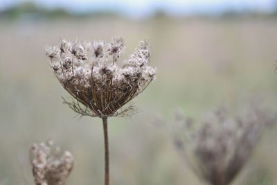 Close-up of dandelion flower