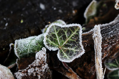 Close-up of frozen leaves during winter