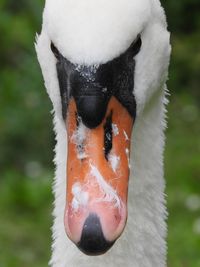 Close-up of swan