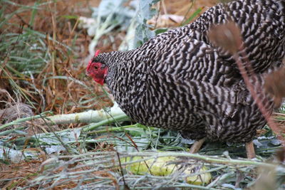 Close-up of rooster