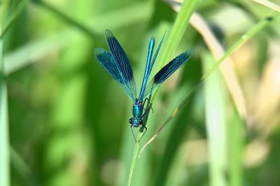 Close-up of blue dragonfly on leaf against green background