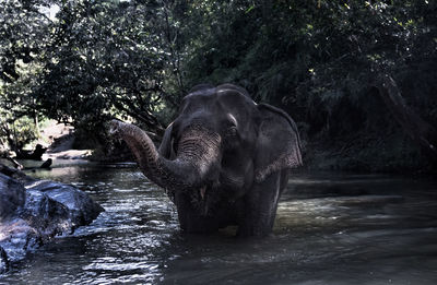 View of elephant in river at zoo