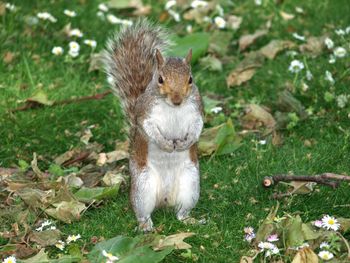 Squirrel on a field