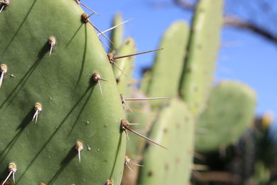 Close-up of plant