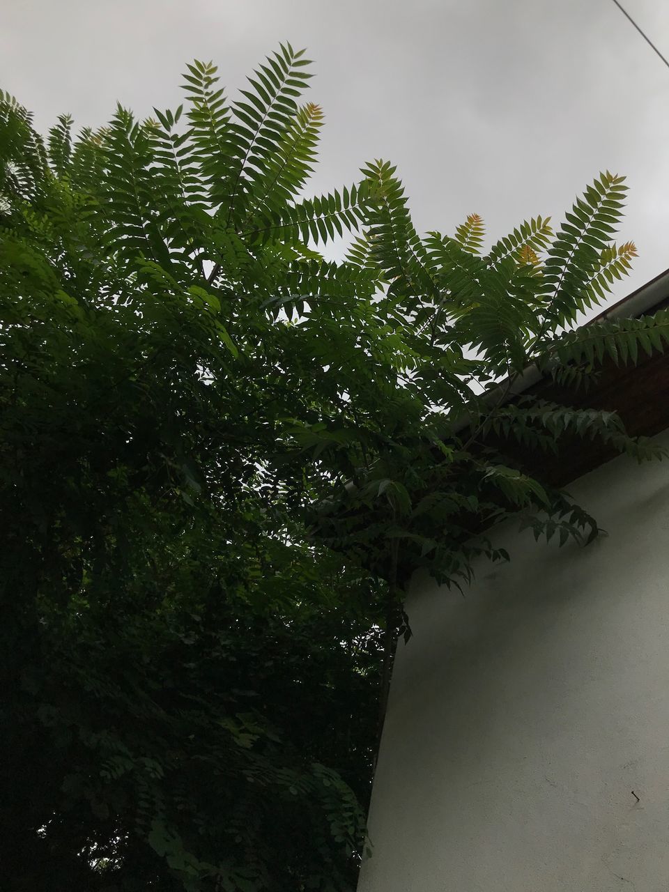 LOW ANGLE VIEW OF PLANT AGAINST SKY