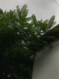 Low angle view of tree against sky