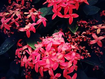 Close-up of red flowers blooming outdoors