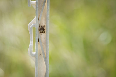 Close-up of insect on tree