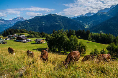 View of sheep on grassy field against mountains