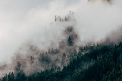 Panoramic view of pine trees in forest against sky