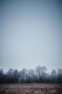 Trees on field against sky