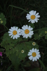 Close-up of white flowers blooming outdoors