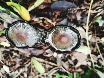 Close-up of mushroom