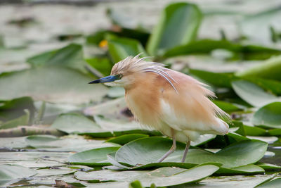 Squacco heron closeup, ardeola ralloides, po valley, italy