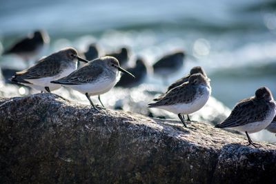 Birds perching on rocky shore